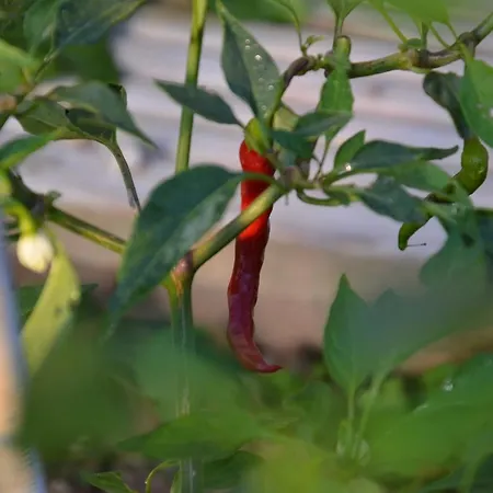 Lindenhof- Fam. Forstmayr 3* Haag