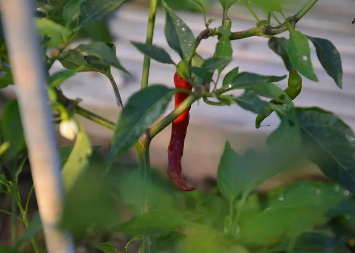 Lindenhof- Fam. Forstmayr 3* Haag